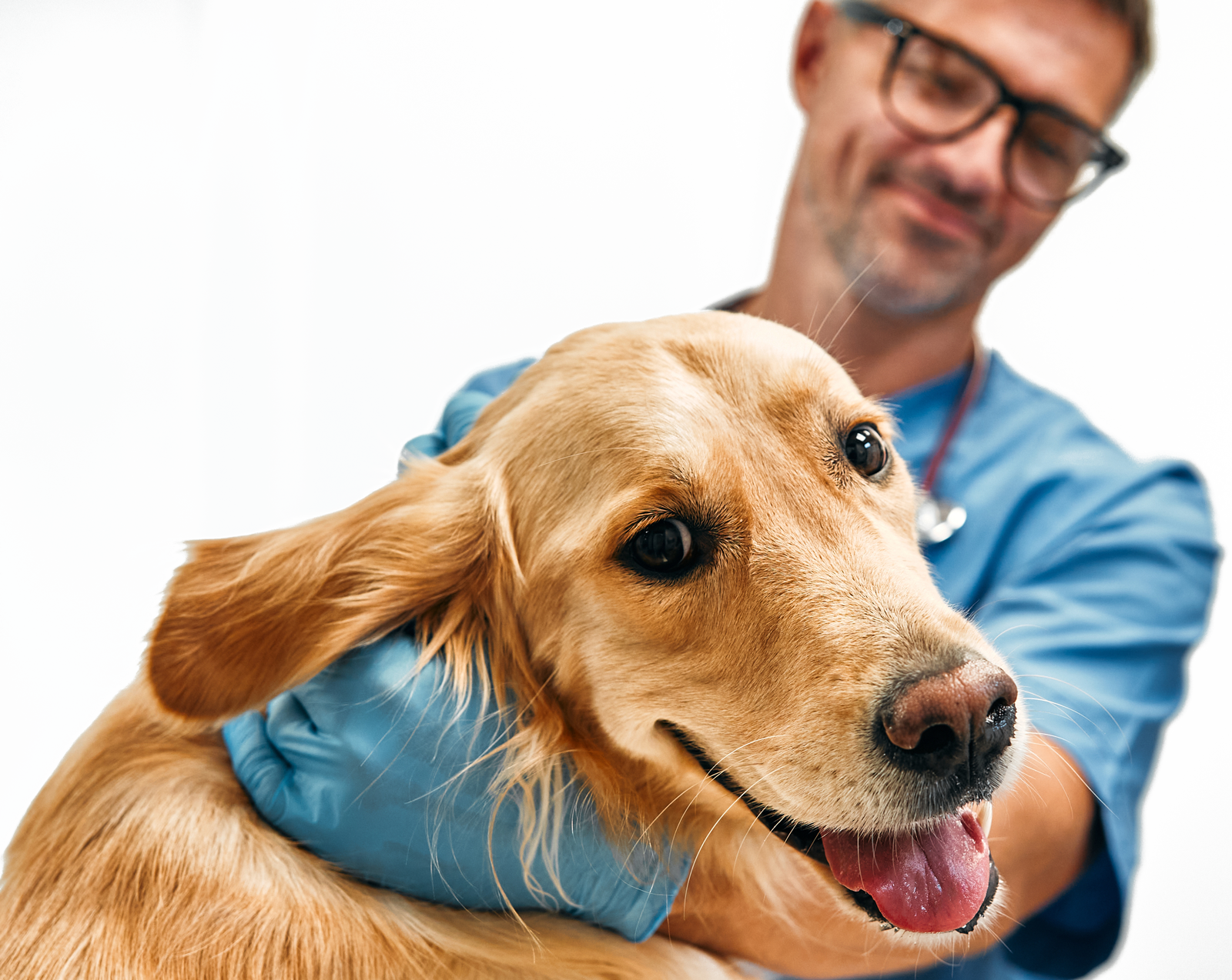 Male vet in blue scrubs petting dog