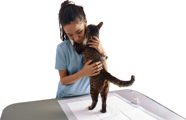 female vet petting can on metal exam table